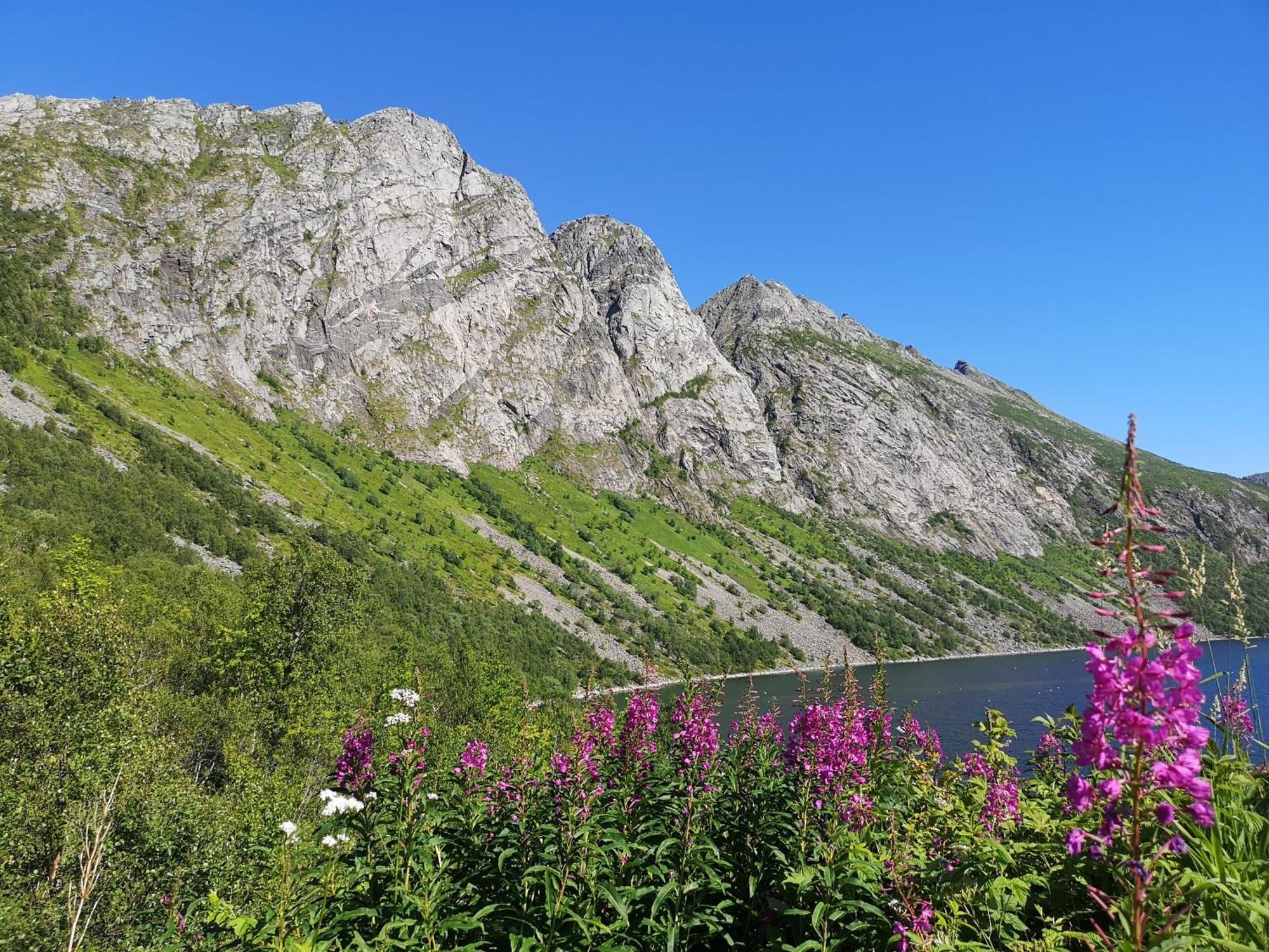 Ferrytale, Cozy, Spacious House On Senja Gryllefjord ภายนอก รูปภาพ